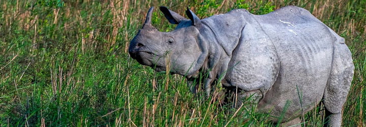 Gorumara National Park